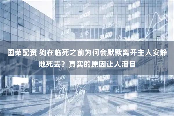 国荣配资 狗在临死之前为何会默默离开主人安静地死去？真实的原因让人泪目